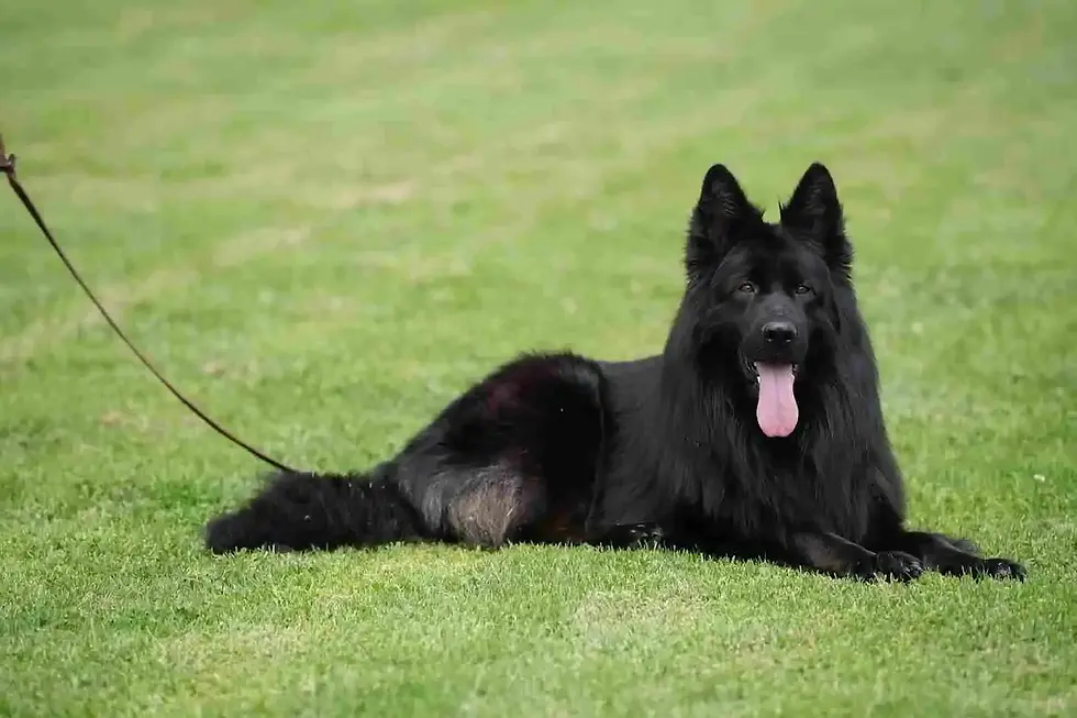 A fluffy German Shepherd puppy with a dark coat and tan markings lies on a concrete path. The background includes green shrubbery and brick pillars, out of focus. The puppy looks to the side with its tongue slightly out.
