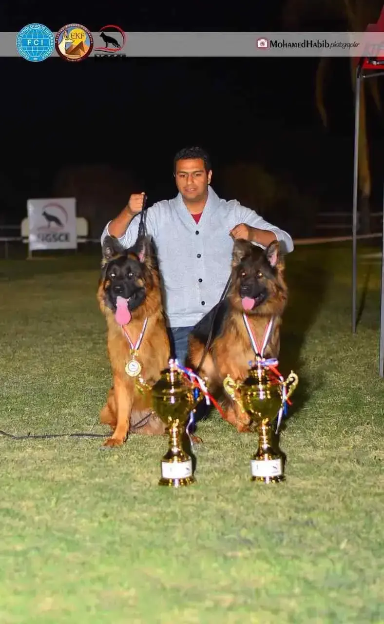 A young boy with a long-haired German Shepherd dog