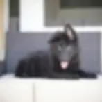 Fluffy black German Shepherd puppy lying down and looking at the camera