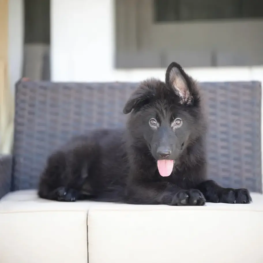 Fluffy black German Shepherd puppy lying down and looking at the camera