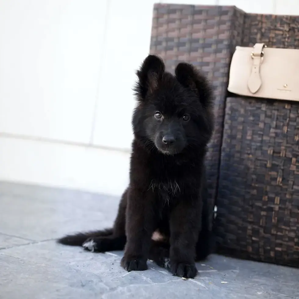 Long hair black German Shepherd puppy standing in profile on patio, alert ears, fluffy tail, clean background