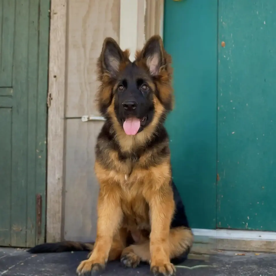 Black and Red German Shepherd Puppy sitting on grass with a bright expression and rich coat markings