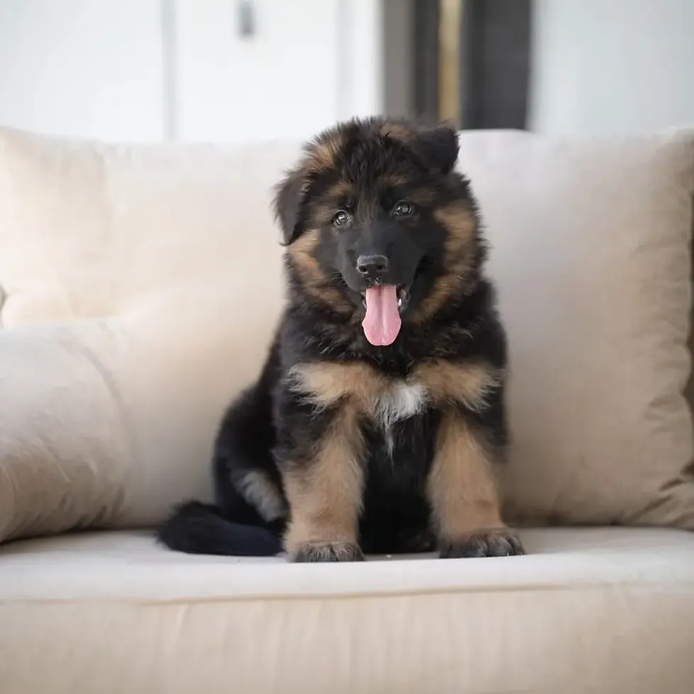 Fluffy black and red German Shepherd puppy sitting on a white sofa – German Shepherd Puppies for Sale