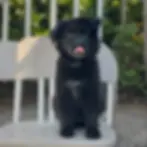 Black long coat German Shepherd puppy sitting on white chair with playful expression and fluffy coat