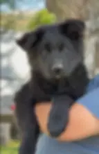 Black German Shepherd puppy close up with soft coat, bright eyes, and strong healthy build