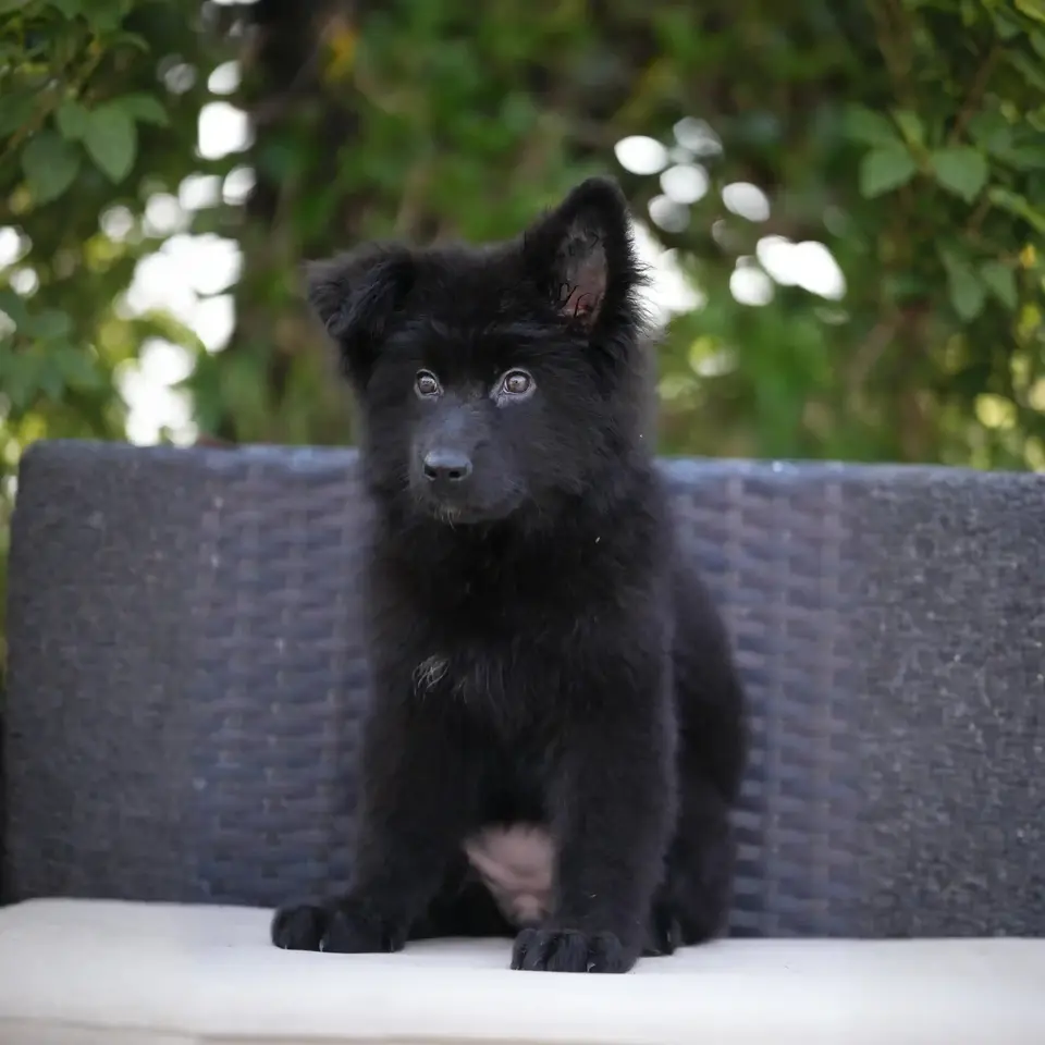 long haired german shepherd puppies