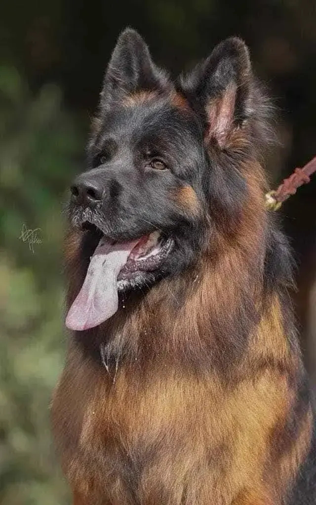 Black and gold german shepherd puppies for sale in Portland, Maine, close up of a long haired shepherd face
