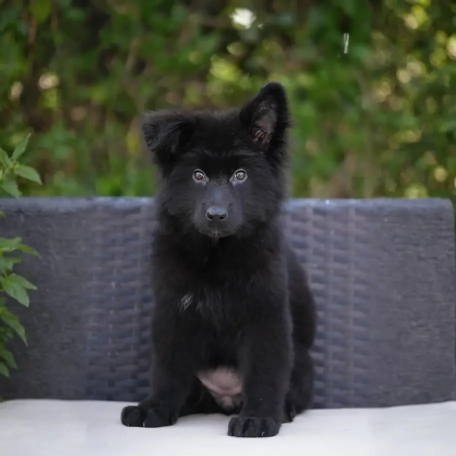 Black German Shepherd Puppies