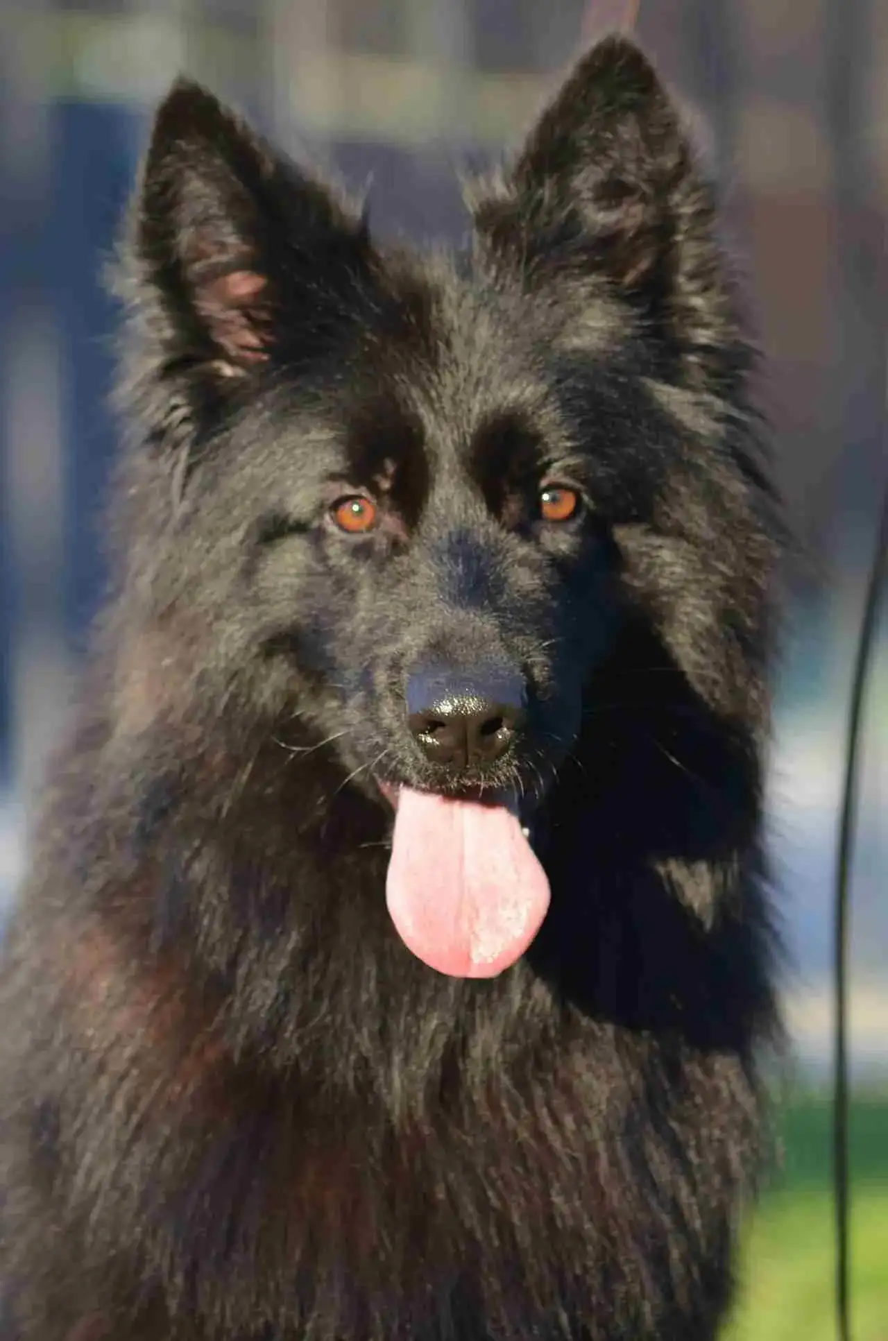 gsd puppies for sale