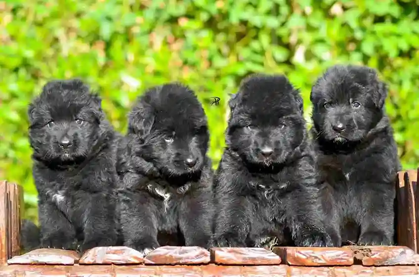 about german shepherd puppy