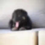 Long coat black and red German Shepherd puppy lying on a white couch โ German Shepherd Puppies for Sale