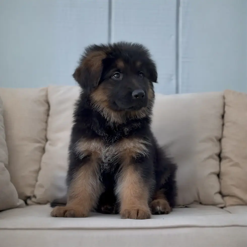 Close up portrait of long haired German Shepherd puppy on patio sofa, black and tan German Shepherd pup