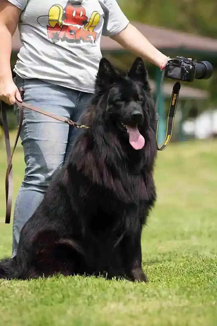 Black German Shepherd puppy for Redondo Beach CA families from Royal Tribes K9