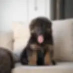 Long hair black and red German Shepherd puppy facing the camera indoors โ German Shepherd Puppies for Sale