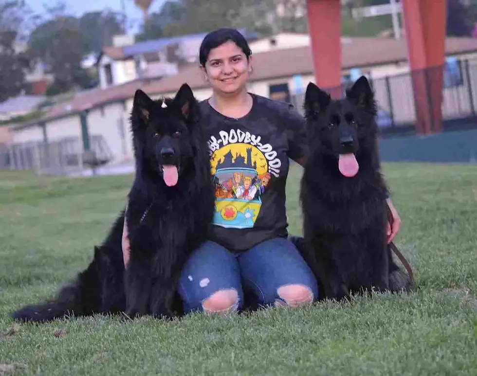 Owner with two black long-haired German Shepherds in a Coral Springs park â well-socialized family dogs