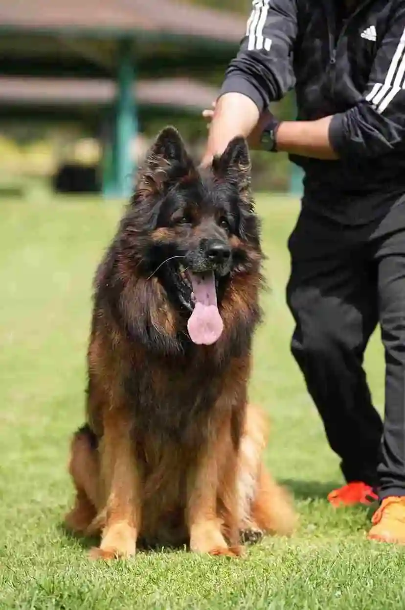 black and tan German Shepherd with alert expression and balanced build