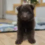 Cute chocolate German Shepherd puppy standing on wood floor, fluffy coat and bright blue eyes, Royal Tribes K9