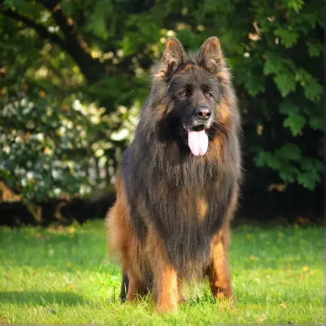 Long-Hair-German.webp