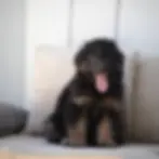 Happy black and red German Shepherd puppy sitting indoors โ German Shepherd Puppies for Sale