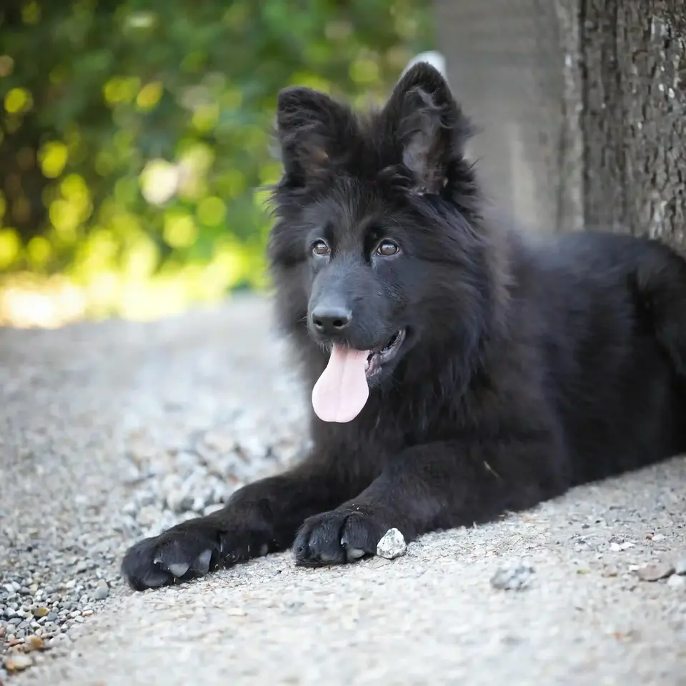 A black German Shepherd lying on the ground
