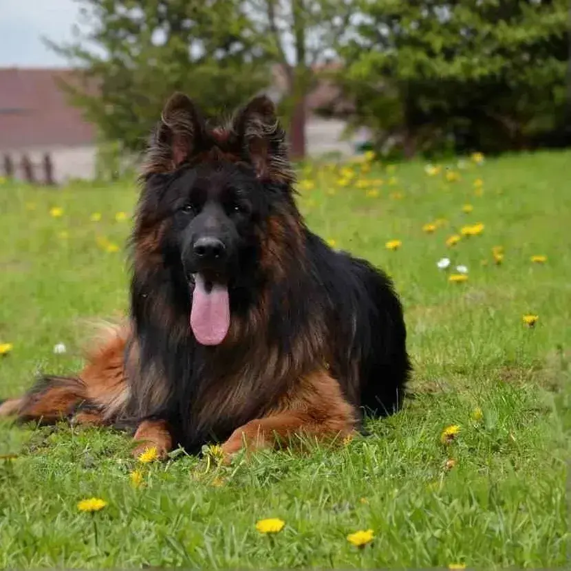 German Shepherd Breeder.webp