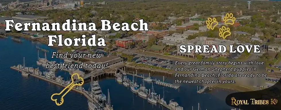 Premier German Shepherd breeder near Fernandina Beach, Florida — long-hair, purebred GSD puppies