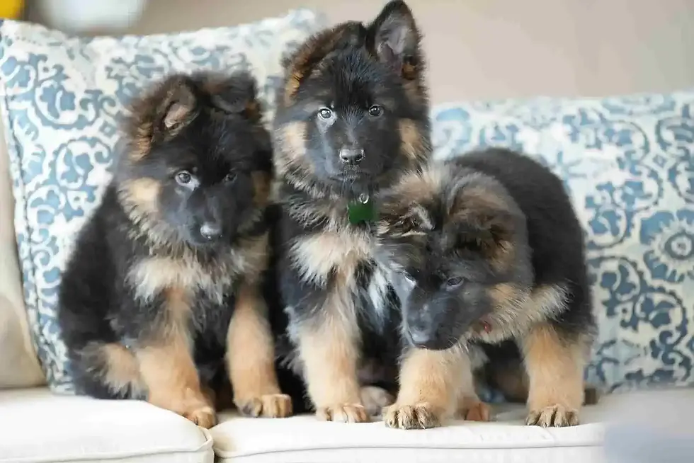 Three adorable German Shepherd puppies sitting on a couch with patterned cushions, looking playful and curious.