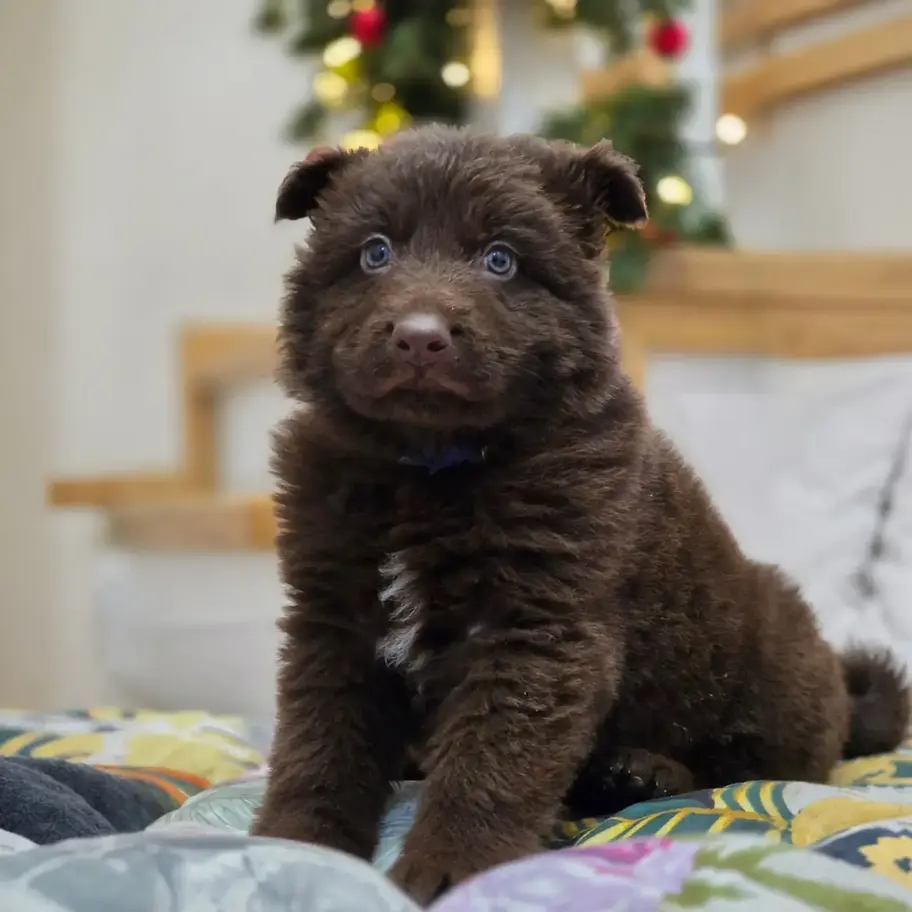 Liver long coat German Shepherd puppy sitting on a floral bed near wooden stairs, Royal Tribes K9