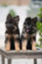 A German Shepherd puppy joyfully running along a street