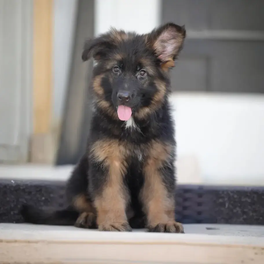 Black and red long-haired German Shepherd puppy sitting on an outdoor patio cushion
