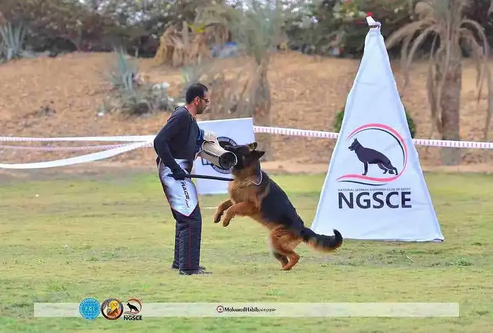 German Shepherd performing a jump with a handler at a show in Franklin Connecticut, safe Dogs for Sale Online reference