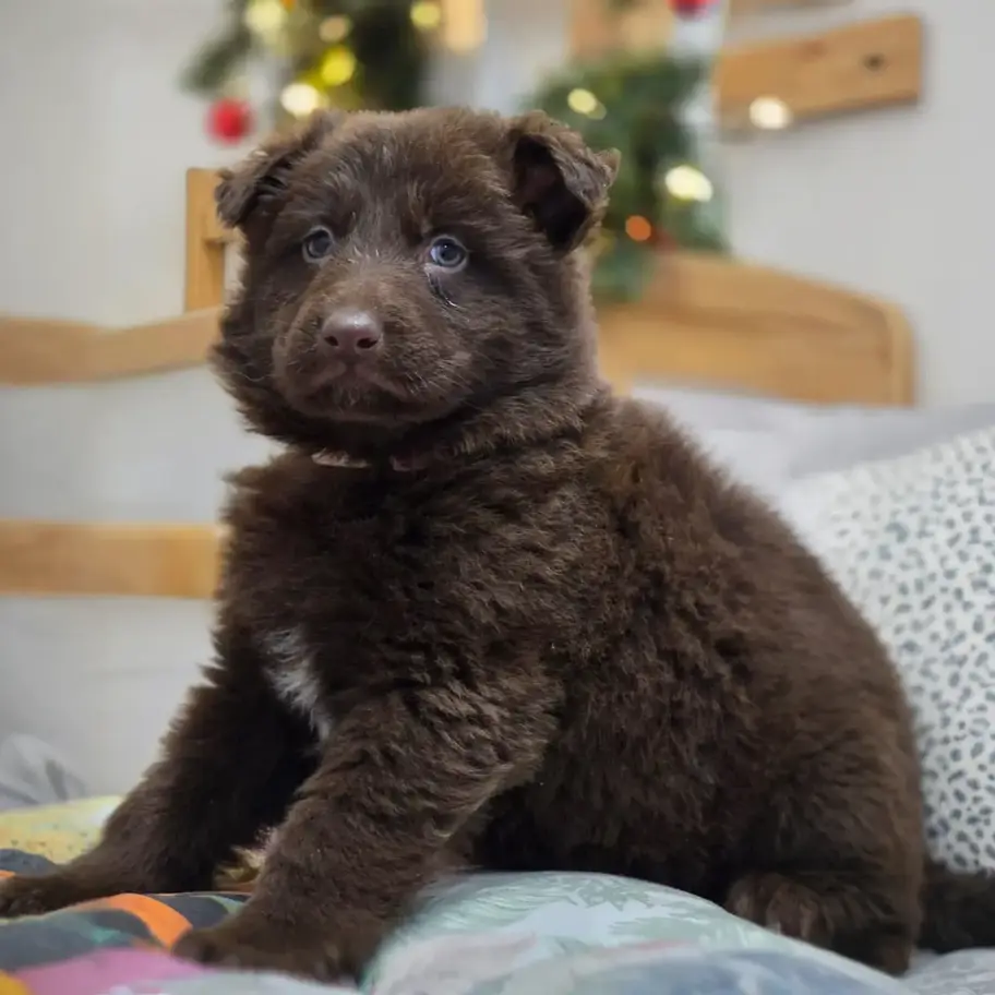 Chocolate German Shepherd puppy with pink collar sitting on a cushion, Christmas tree lights behind, RTK9