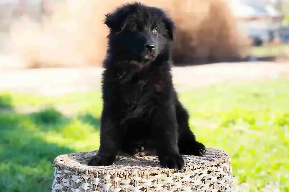 A fluffy black German Shepherd puppy sitting confidently on a patterned platform.