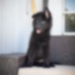Black long-haired German Shepherd puppy sitting on an outdoor patio sofa