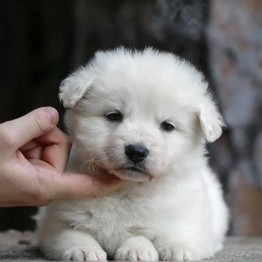 German Shepherd Puppy with Thick Fur and Sweet Eyes