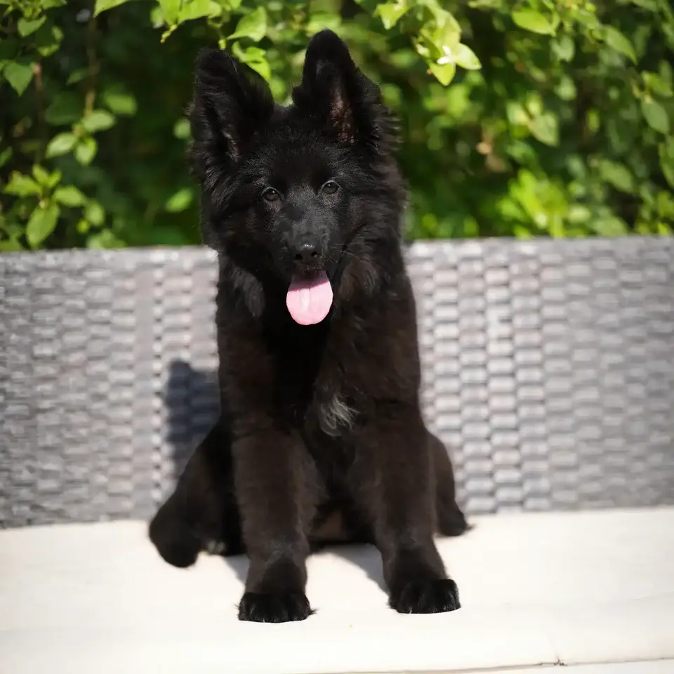 Black German Shepherd Breeder.webp