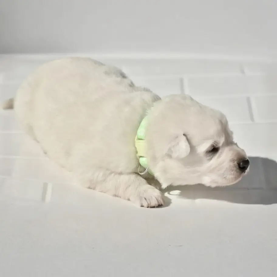 White long hair German Shepherd puppy with mint collar resting sideways on white tile in soft sunlight