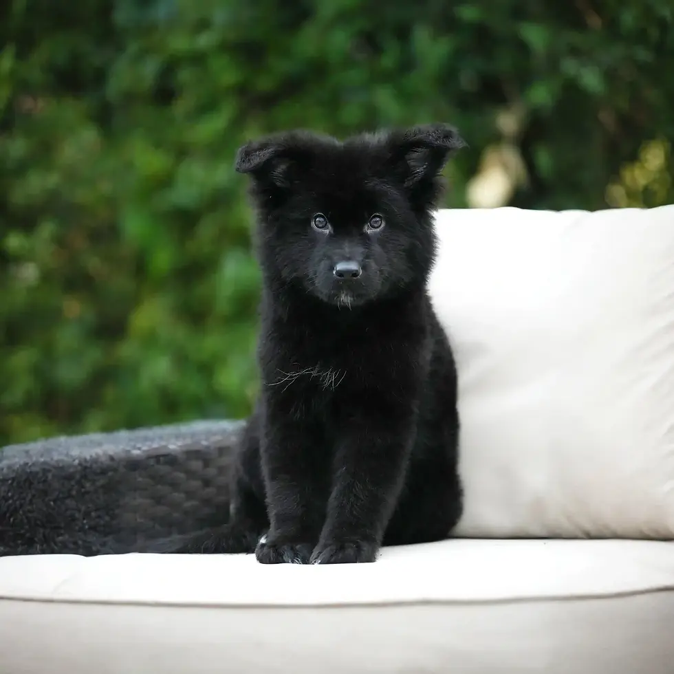 A black German Shepherd puppy wearing a green ribbon on its head