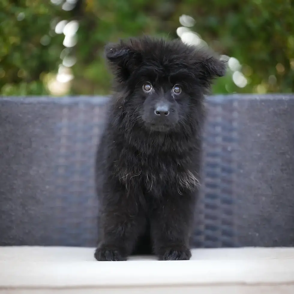Black German Shepherd Puppies