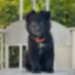 Black long coat German Shepherd puppy sitting on white chair with orange collar, soft fluffy coat, and bright calm eyes