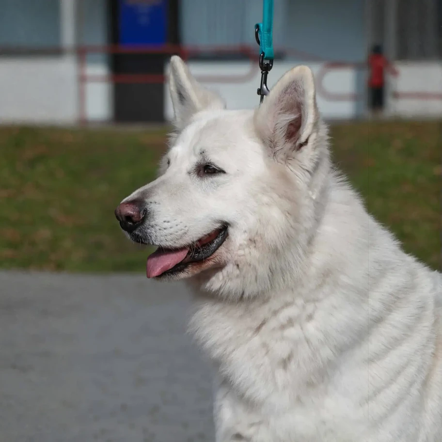 Elegant Full White Long Haired German Shepherd in the Sunshine