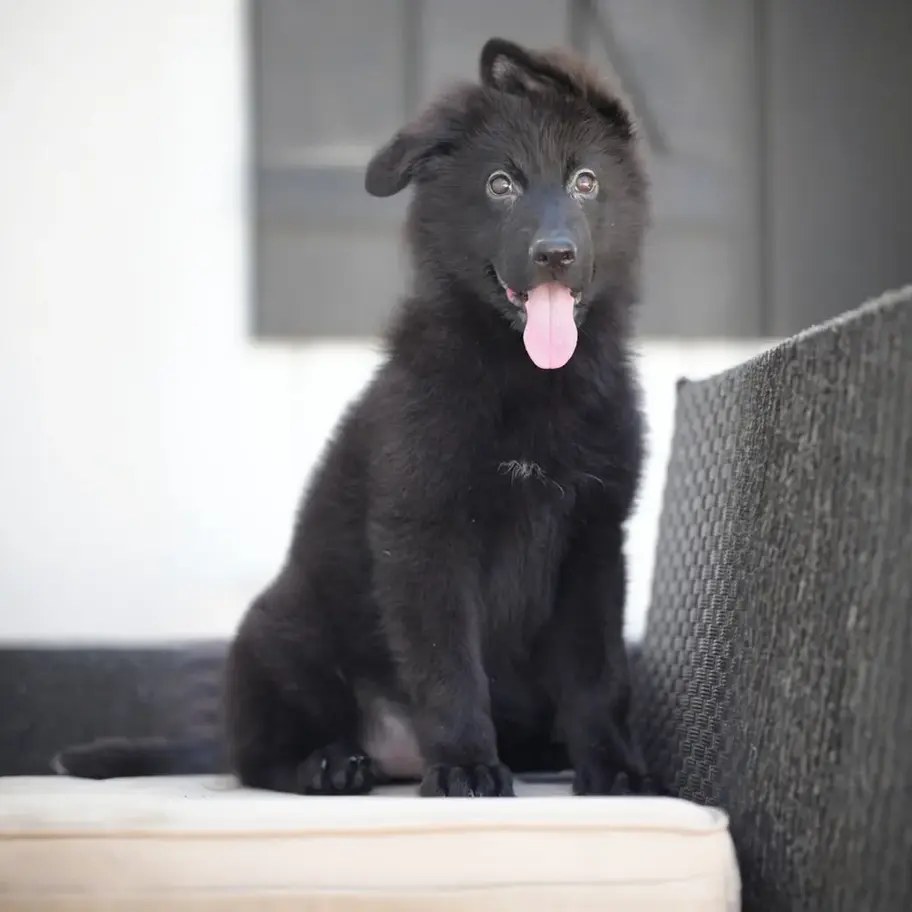Fluffy black long coat German Shepherd puppy sitting upright on a patio sofa