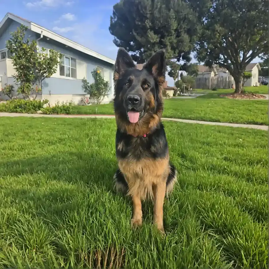Black and tan German Shepherd for sale sitting on grass, close portrait with ears up and tongue out in daylight