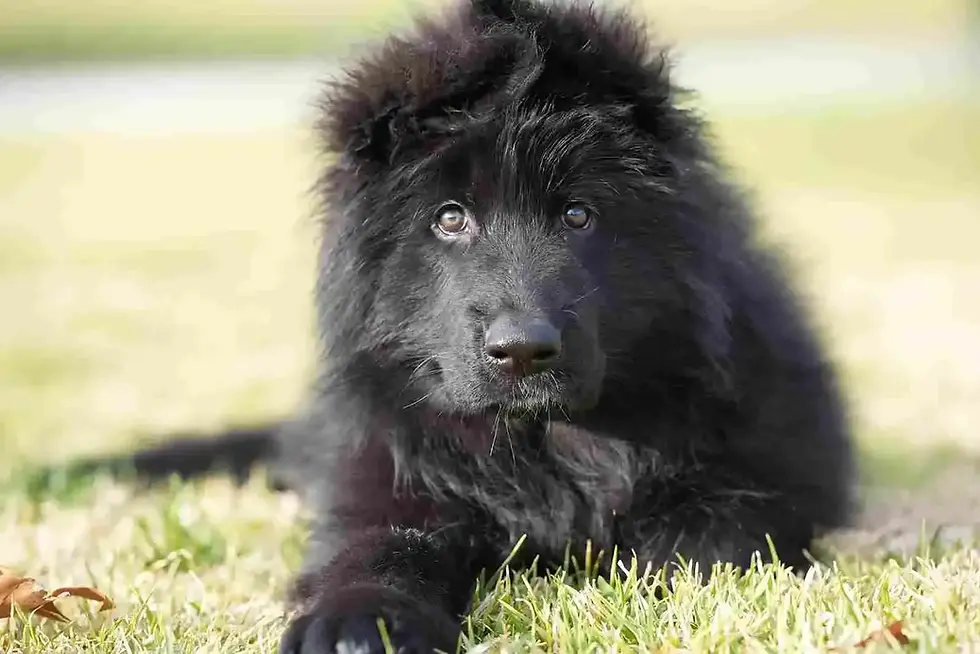 Royal Tribes K9 RTK9 full black long hair German Shepherd puppy lying on grass close up in Dallas Colorado