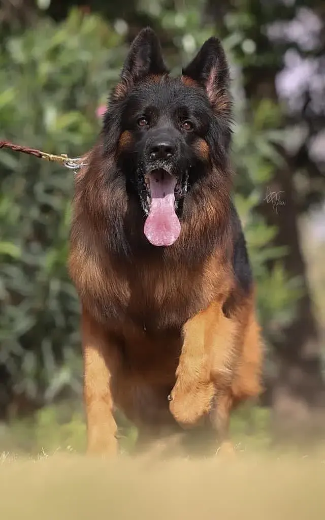 A man kneels beside a German Shepherd dog