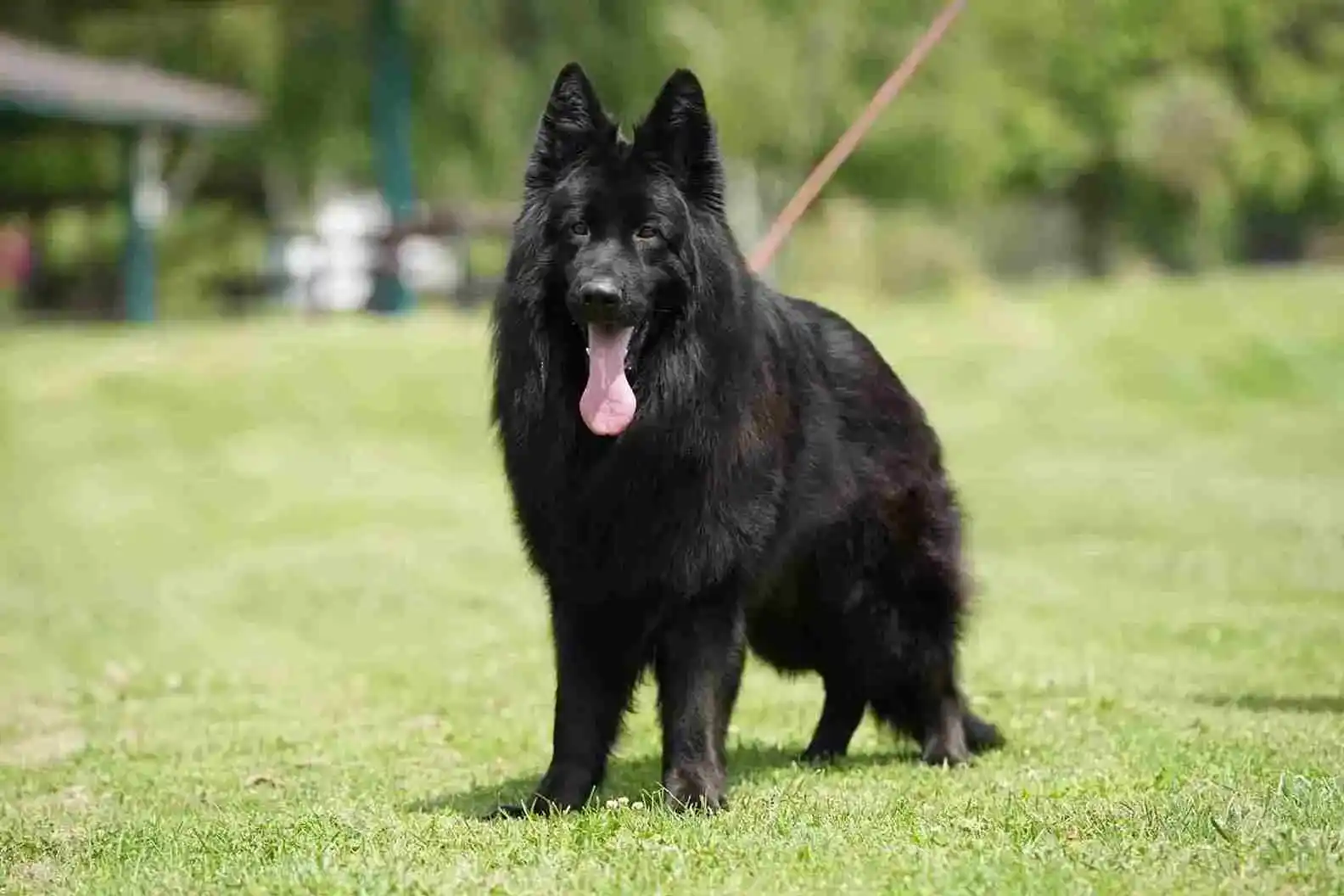 information for dogs