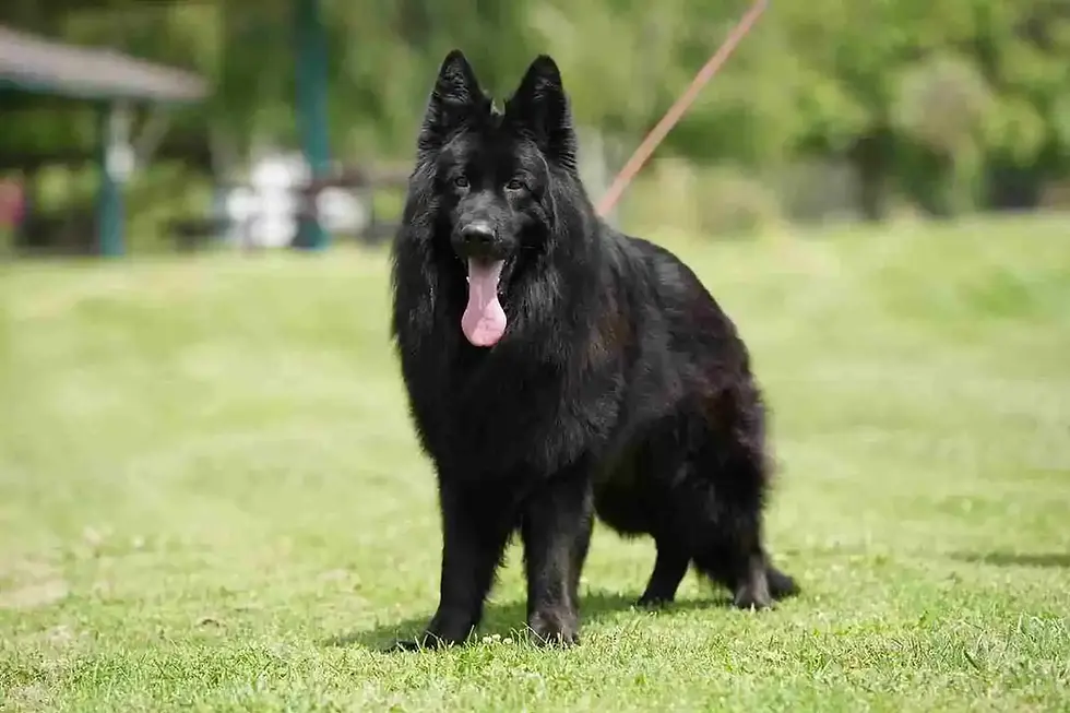 Three long-haired German Shepherd puppies sitting adorably on a couch