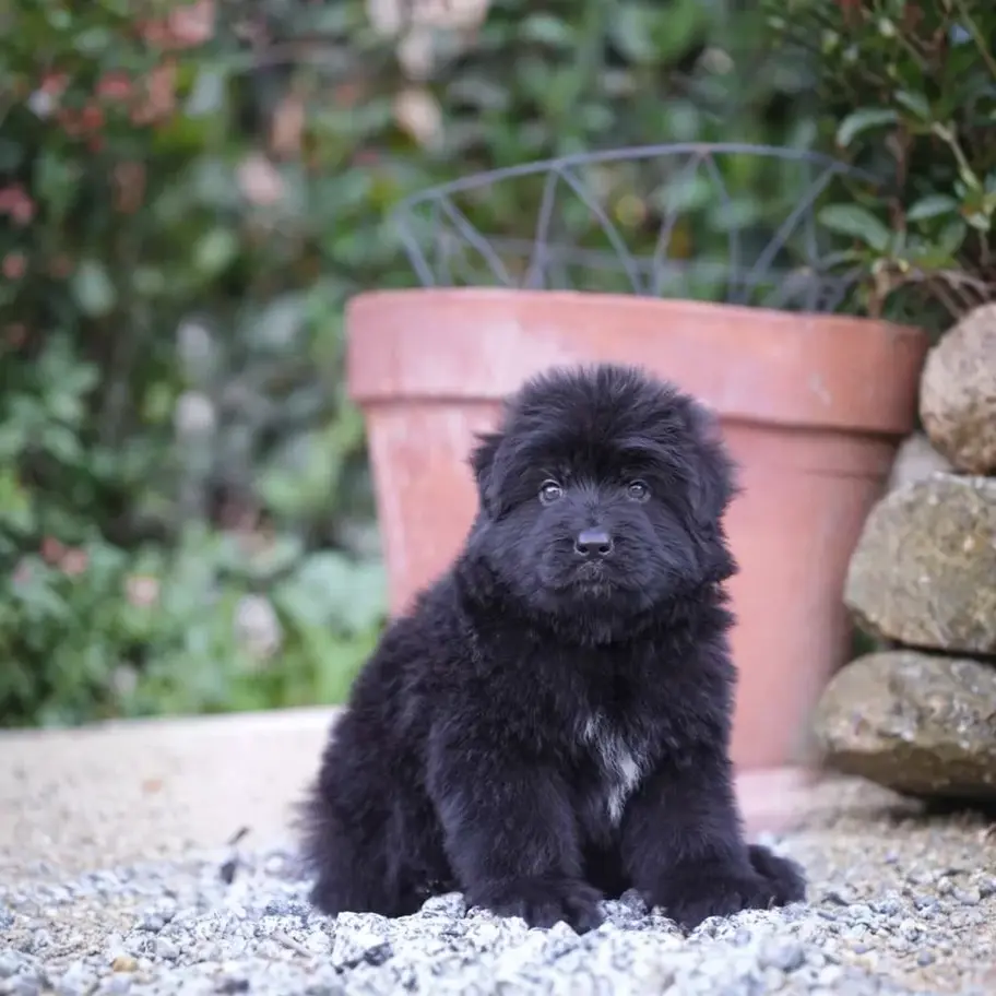 Black long hair German Shepherd puppy for sale, fluffy baby GSD sitting on gravel outdoors, healthy puppy