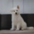 White long haired German Shepherd puppy for sale, soft white fur, sitting on patio sofa, calm family companion