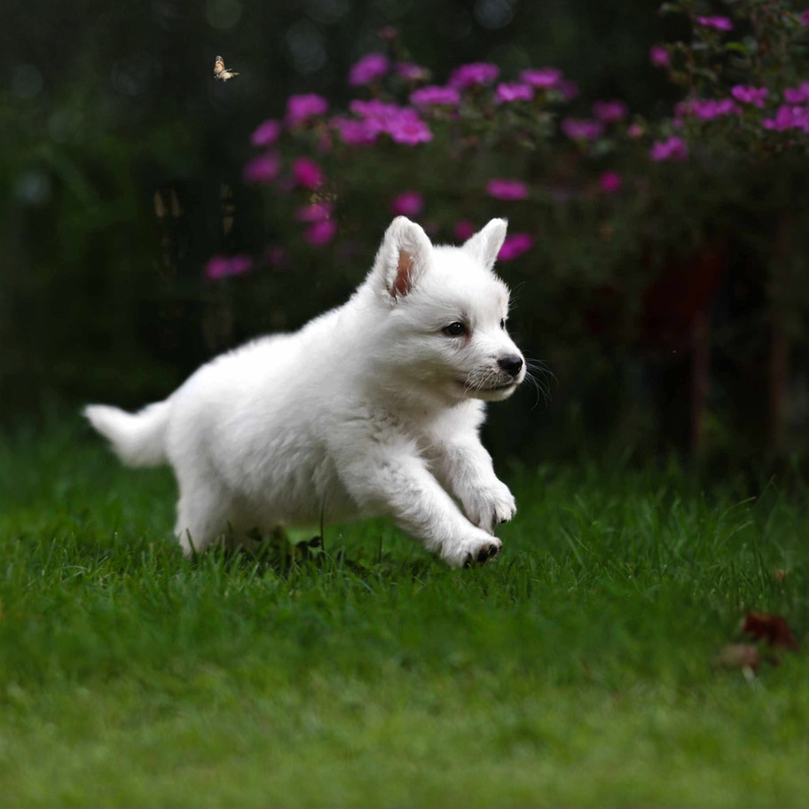 Fluffy Full White German Shepherd Puppy Sitting on Floral Blanket